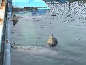 オホーツクとっかりセンター