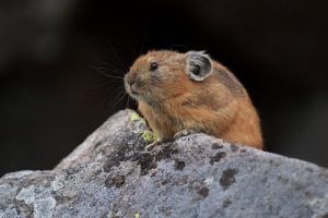ナキウサギ