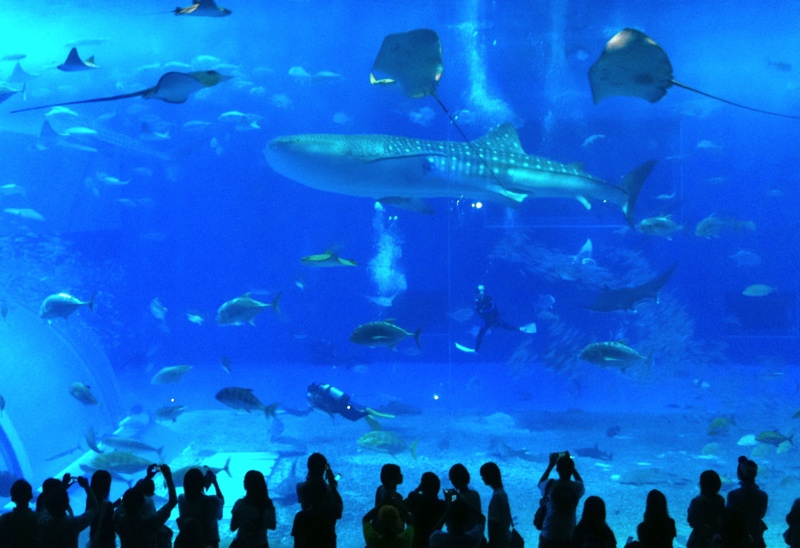 美ら海水族館