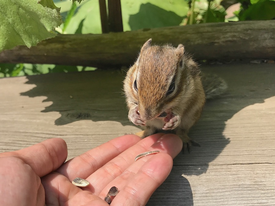 オホーツクシマリス公園