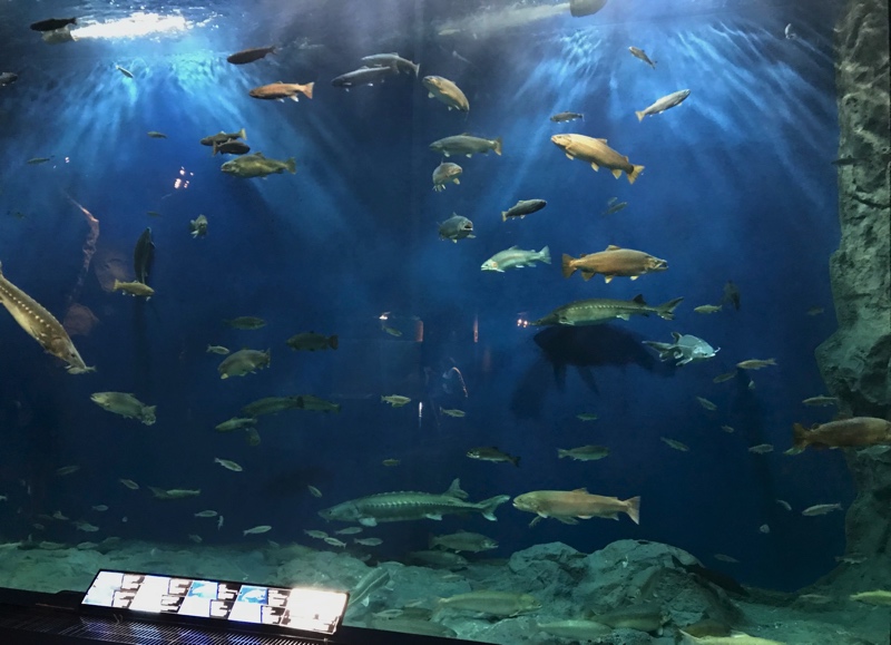 サケのふるさと 千歳水族館