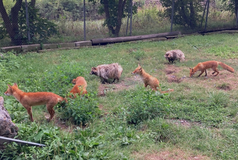 北きつね牧場