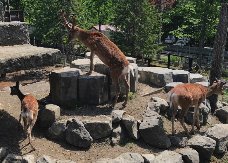 旭山動物園