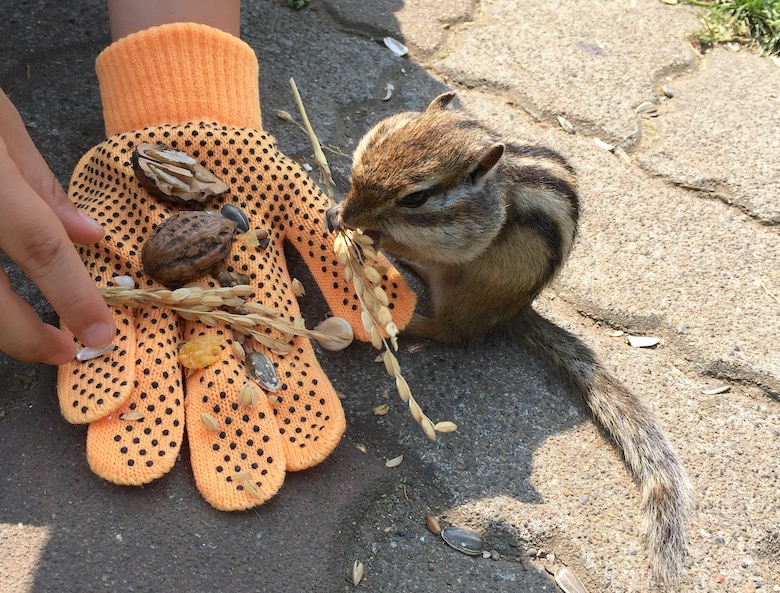 オホーツクシマリス公園