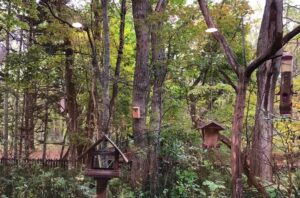 バードウォッチングカフェ