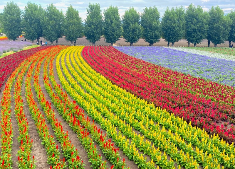 ラベンダー以外の花も美しい