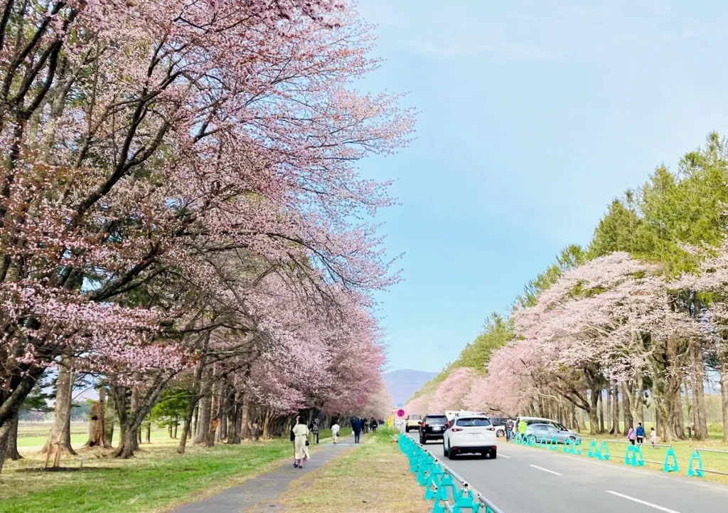 二十間道路の桜並木