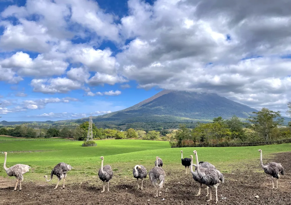 第2有島だちょう牧場