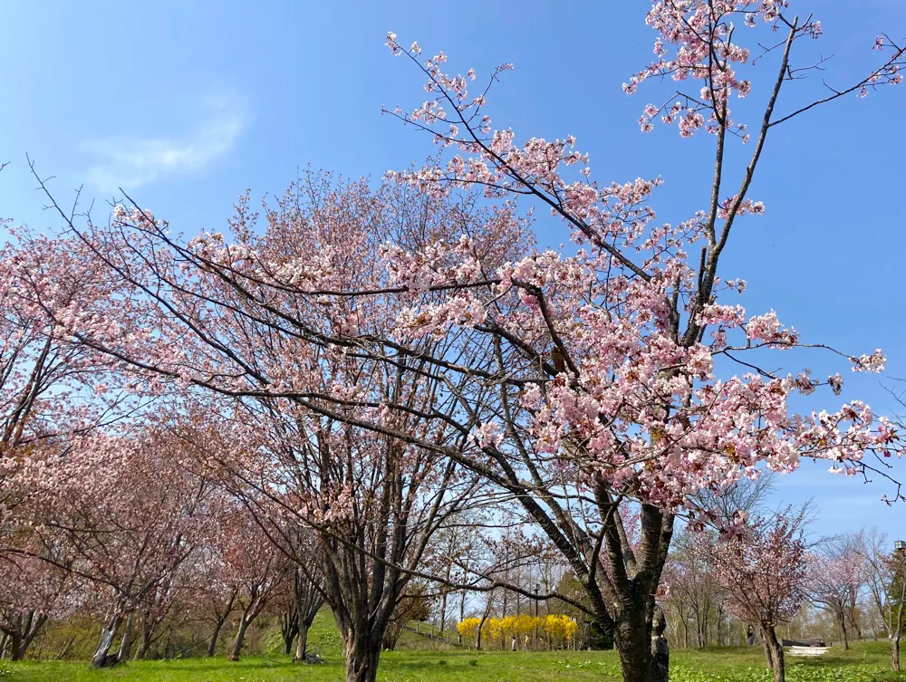 にわ山森林自然公園