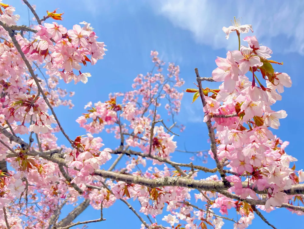 桜