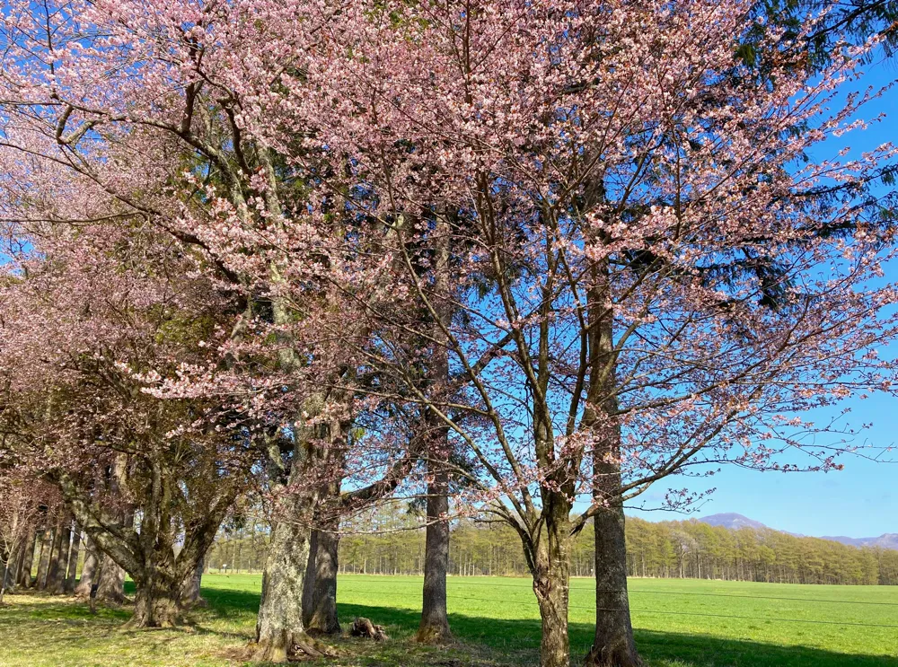 二十間道路桜並木