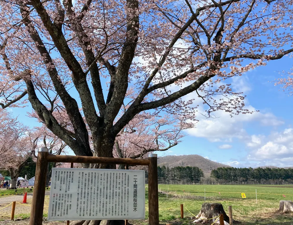 二十間道路桜並木