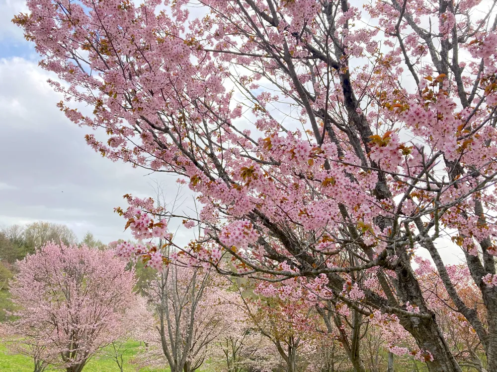 にわ山森林自然公園 