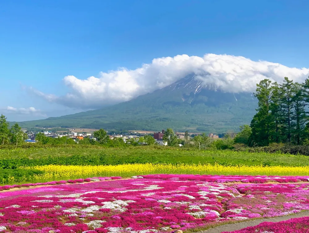 三島さんの芝ざくら庭園