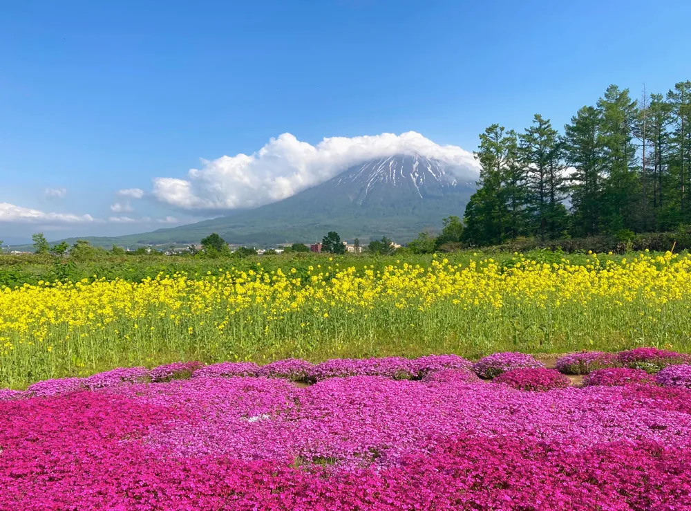 三島さんの芝ざくら庭園