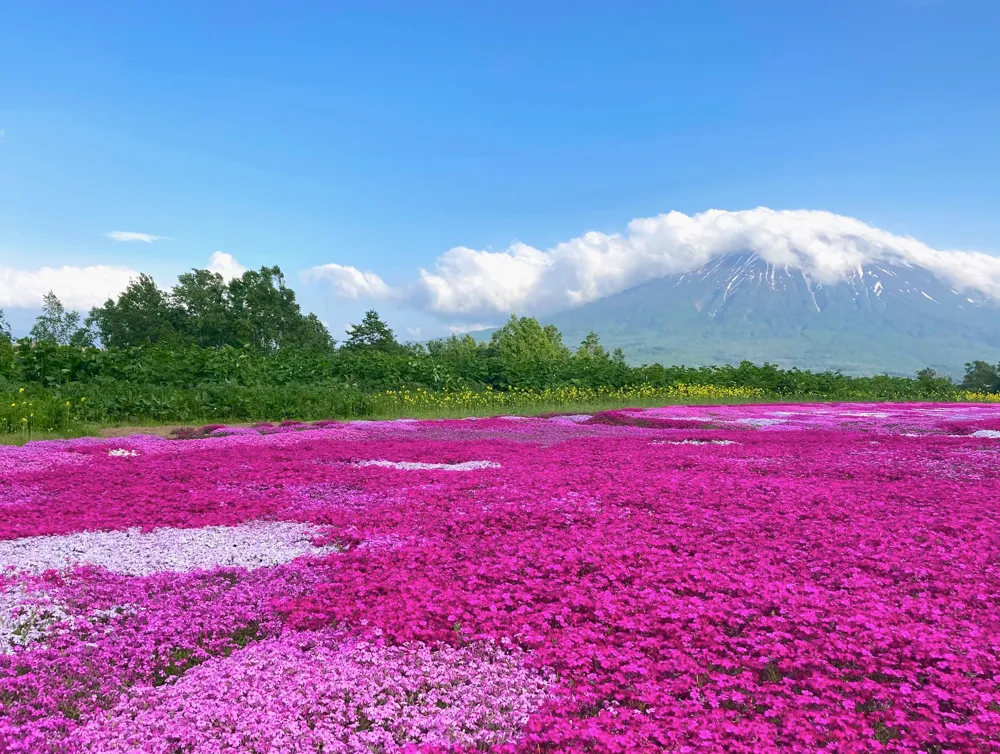 三島さんの芝ざくら庭園