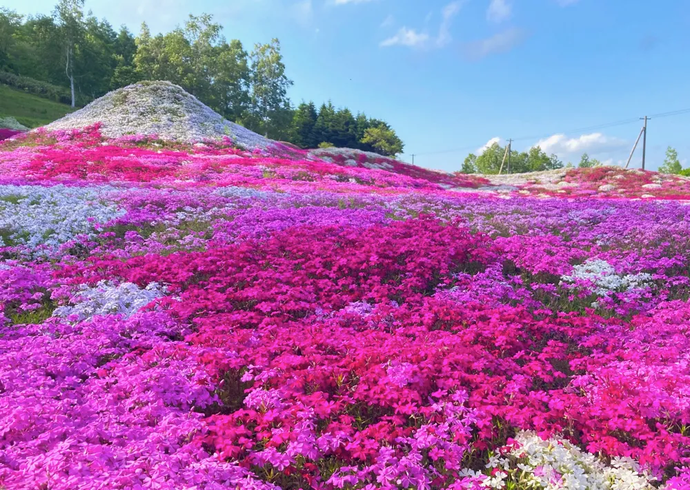 三島さんの芝ざくら庭園