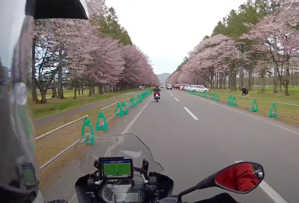 静内二十間道路桜並木